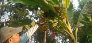 Buah Pisang Bertandan Tiga Sita Perhatian Warga Jombang, Unik dan Tidak Umum