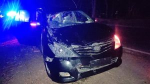 Kuda Pacu Berharga Mahal Lepas di Jalan Raya Ponorogo Trenggalek, Mati Setelah Tabrak Mobil, Pemilik Rugi Ratusan Juta