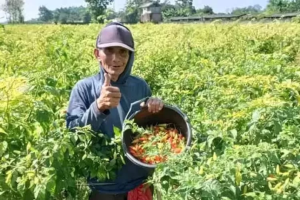 Petani Cabai Rawit di Kediri Gembira, Harga Tembus 28 Ribu per Kilogram 