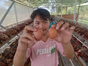 Harga Telur Ayam Tinggi, Peternak Ayam Petelur di Jombang Gembira, Keuntungan Berlipat    