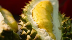 Manfaat Durian Sebagai Buah Yang Kaya Antioksidan Untuk Kesehatan Tubuh