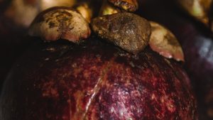 7 Manfaat Buah Manggis Untuk Memperbaiki Kualitas Tidur, Cocok Buat Yang Lagi Stres!