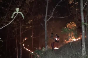 Empat Hektar Hutan Jati di Ponorogo Terbakar Hebat, Satwa Liar Banyak yang Mati Terpanggang