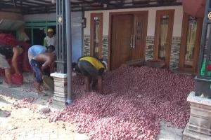 Panen Melimpah, Harga Bawang Merah di Nganjuk Anjlok, Petani dan Tengkulak Rugi