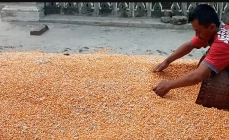 Harga jagung di Kabupaten Kediri turun saat panen tiba. Kondisi ini tentu dikeluhkan para petani jagung yang mulai panen di minggu ini dan mulai melakukan penjemuran