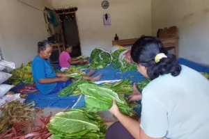 Kemarau Panjang, Petani Tembakau di Madiun Justru Senang, Ini Sebabnya