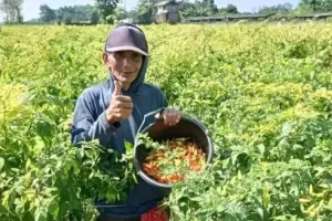 Harga Cabai Rawit di Kabupaten Kediri Naik Tiga Kali Lipat, Petani Senang, Konsumen Mengeluh