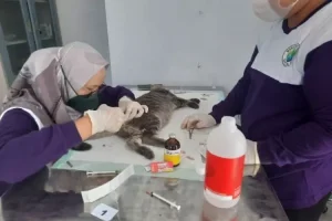 DKPP Kota Blitar Sibuk Kebiri Kucing Liar, Cegah Populasinya Membludak