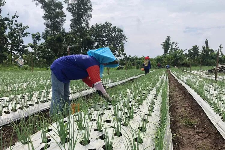 Musim Kemarau, Petani Tanaman Palawija di Tulungagung Untung Besar