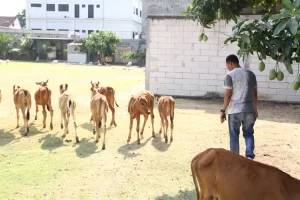 Bupati Ponorogo Sugiri Sancoko Ingin Membudidayakan Sapi Kerdil, Ini Alasannya 