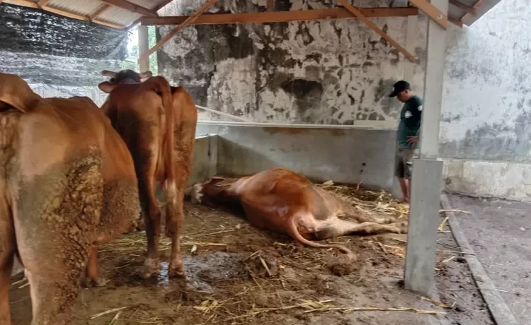 Meracun Sapi, Warga Plosoklaten Kediri Babak Belur Dimassa