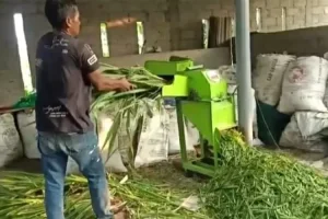 Berikut Ini Kiat Peternak Kambing di Kediri Siapkan Pakan, Agar Tidak Repot dan Aman