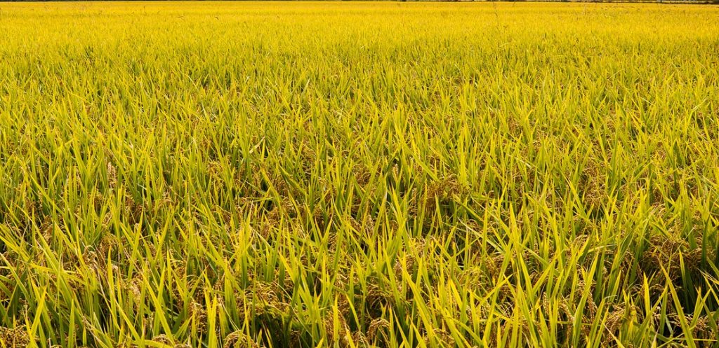 Kelurahan Blabak Kembali Bergejolak, Kali Ini Persoalan Kartu Tani dan Lelang Eks Tanah Bengkok      