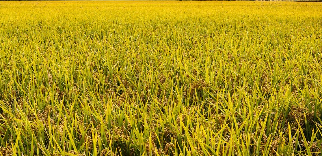 Kelurahan Blabak Kembali bergolak, Kali Ini persoalan Kartu Tani dan Lelang Eks Tanah Bengkok