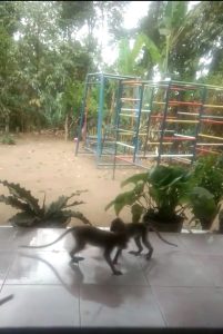 Diduga Kelaparan, Puluhan Monyet di Blitar Turun Gunung, Ini Infonya