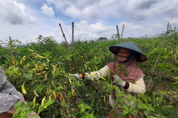 Produksi Cabai di Kabupaten Tulungagung Bagus, Harga di Tingkat Petani Capai Rp 65 Ribu