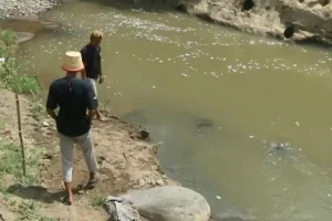 Kotoran Sapi Cemari Sungai di Desa Ngadirojo, Kecamatan Sooko, Ponorogo, Warga Resah