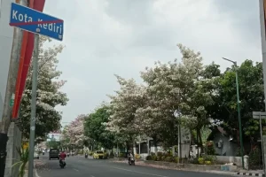 Bunga Tebuya Sedang Mekar, Mempercantik Sejumlah Ruas Jalan di Kabupaten Kediri