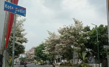 Tabebuya Berbunga, Percantik Jalan Soekarno Hatta Tepus Kabupaten Kediri