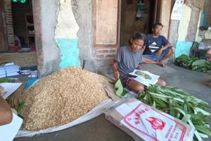 Siasati Harga Kedelai yang Terus Naik, Ini yang Dilakukan Produsen Tempe di Madiun