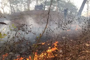Lahan Seluas 1 Hektar di Tulunggung Terbakar, Ini Lokasinya