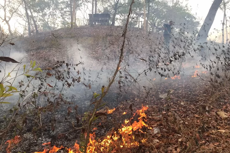 Lahan Seluas 1 Hektare di Gunung Bolo Tulungagung Terbakar, Api Berjarak 50 Meter dari Permukiman