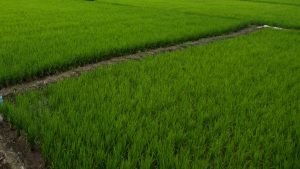 Monopoli Lelang Tanah Pertanian di Kelurahan Blabak, Begini Modusnya  
