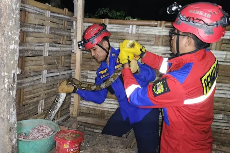 Tiga Ular Jenis Piton dan Cobra Masuk Area Pemukiman warga di Ponorogo, Ini Infonya