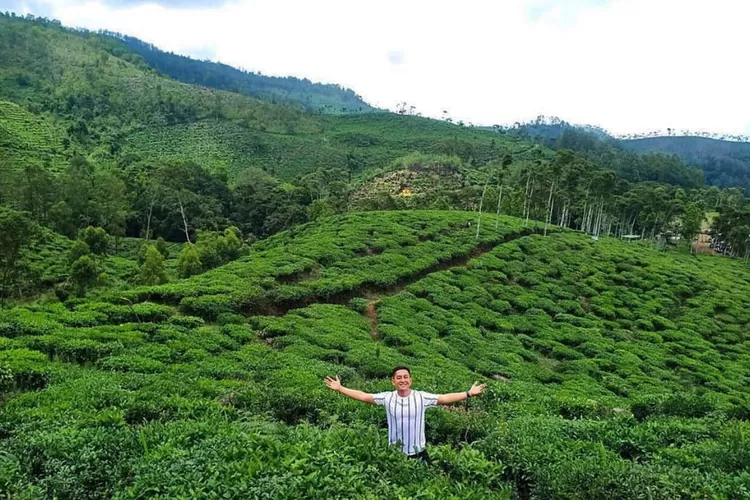 Menikmati Liburan Akhir Tahun , 4 Tempat Wisata Alam di Ngawi Ini Cocok Dikunjungi, Salah satunya Kebun Teh Jamus