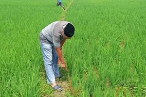 Jebakan Tikus Beraliran Listrik di Lamongan Makan Korban, Warga Desa Taman  Prijek Kecamatan Laren Meninggal Dunia