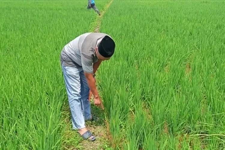 Jebakan Tikus Gunakan Aliran Listrik Kembali Renggut Nyawa Petani Lamongan, Ini Kronologinya