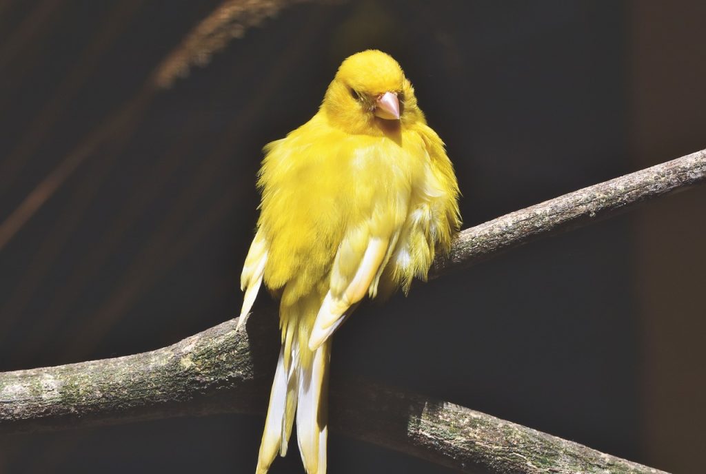 Cara Bikin Burung Kenari Makin Gacor dengan Pemberian Pakan Alami, Pemula Wajib Tahu Ini! 