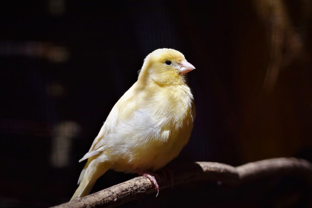 11 Jenis Burung Kenari Beserta Ciri-Ciri yang Wajib Kalian Tahu, Suka yang Mana?