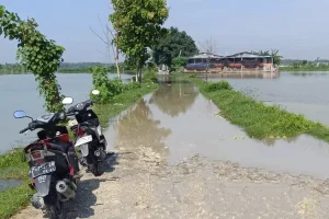 Hujan Deras, Puluhan Rumah di Kecamatan Kedungpring, Lamongan, Tergenang Air