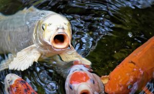 Cara Merawat Ikan Koi untuk Pemula Setelah Beli di Pasar Hewan, Dimulai dari Tahap Karantina HIngga Penyesuaian Kolam Baru