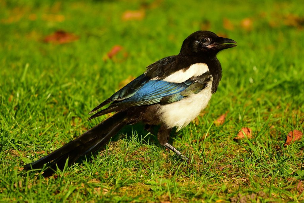 5 Cara Merawat Burung Murai Batu untuk Pemula, Ini Panduan Lengkap dan Tips Sehat 