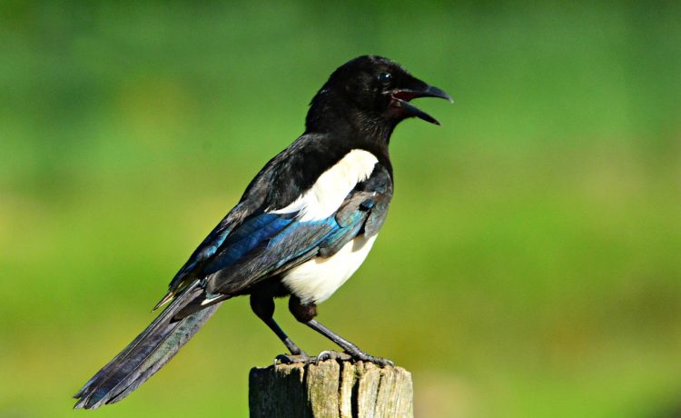 4 Jenis Penyakit Pada Burung Murai Batu yang Sering Menyerang, Lengkap dengan Cara Pencegahan