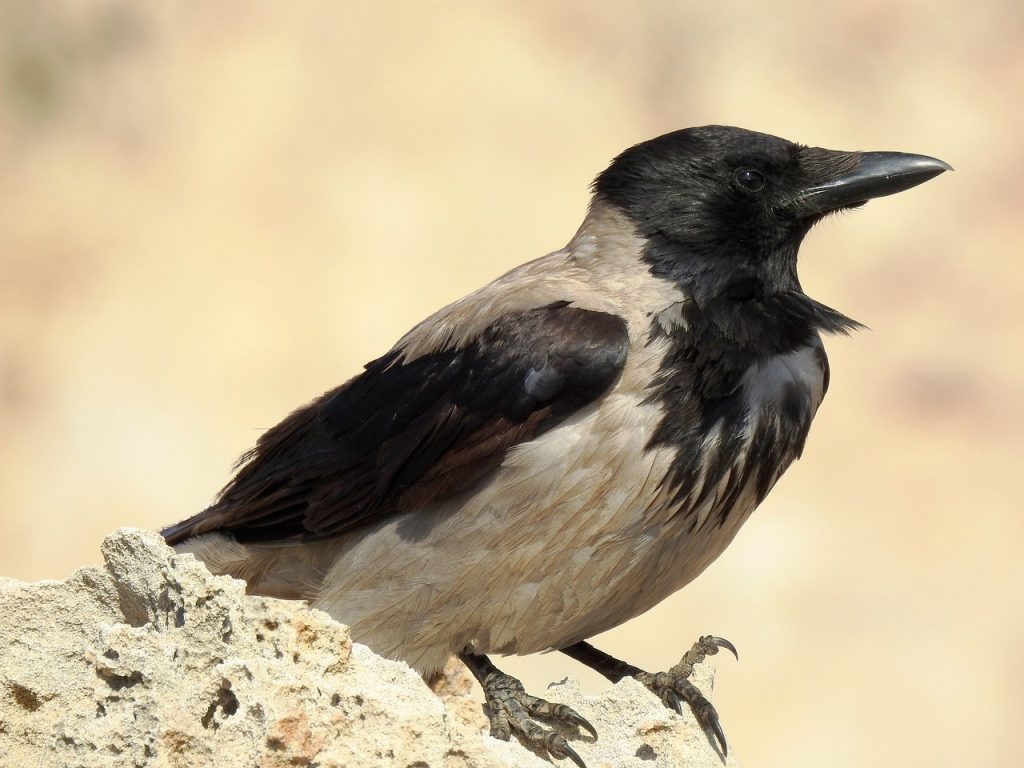 Rekomendasi Vitamin Terbaik untuk Burung Murai Batu, Lengkap dengan Panduan dan Cara Pemberian