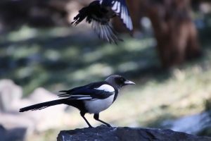 8 Cara Merawat Burung Murai Batu Hingga Gacor Merdu dan Tampil Ganas, Tips Efektif dari Ahli Kicauan 