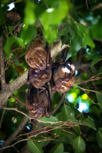 Apa Arti Mimpi Burung Kelelawar Berkaitan dengan Situasi Buruk? Ini Penjelasan Menurut Primbon Jawa 
