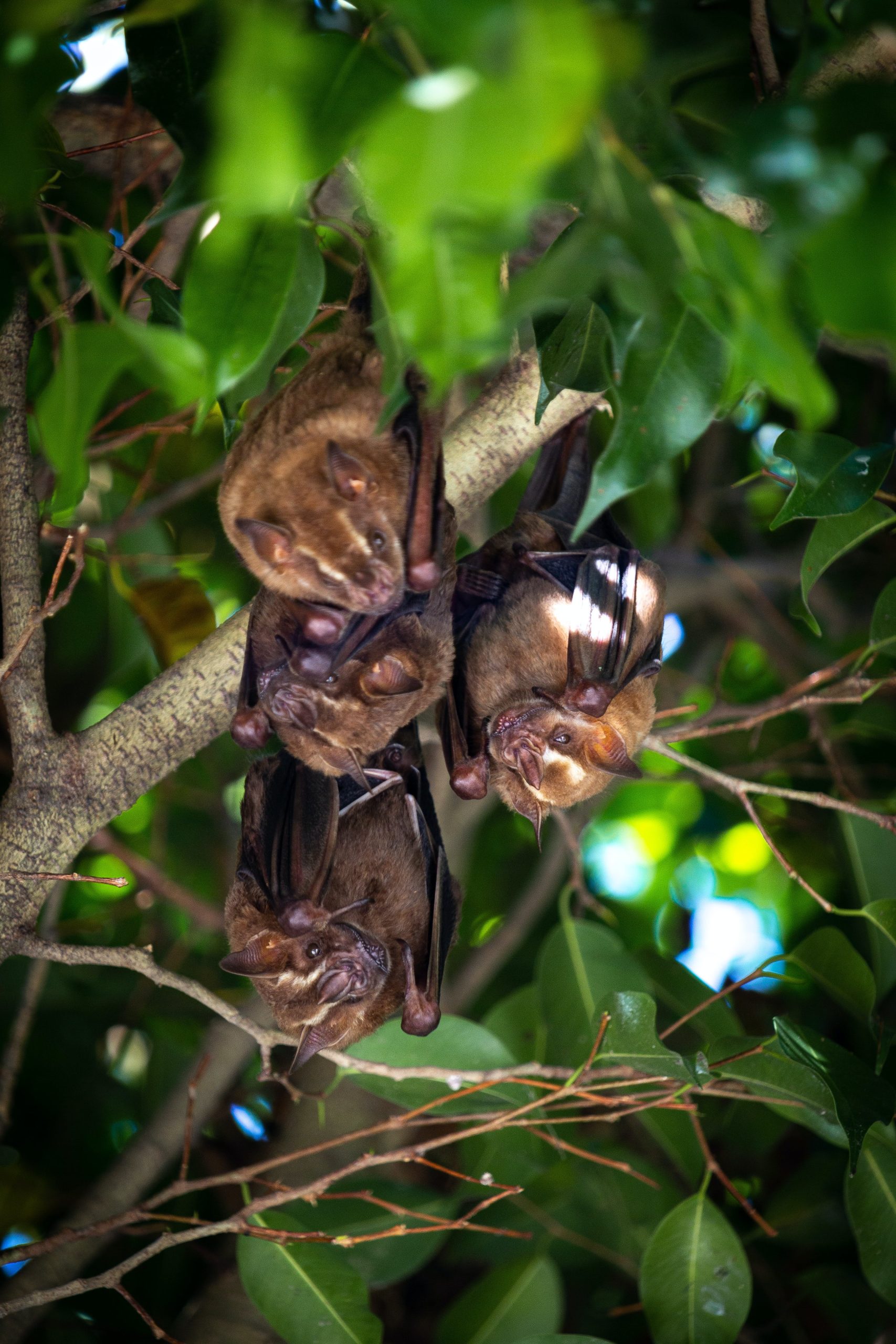 Apa Arti Mimpi Burung Kelelawar Berkaitan dengan Situasi Buruk? Ini Penjelasan Menurut Primbon Jawa