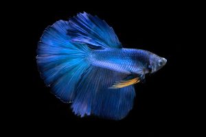 Gampang! 9 Cara Merawat Ikan Cupang untuk Mempercantik Warna Ekor dan Tumbuh Sehat 