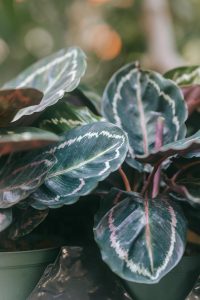 10 Jenis Tanaman Hias Calathea Populer yang Menawan untuk Koleksi di Rumah, Lengkap dengan Harga Terkini 