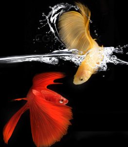 5 Makanan untuk Meningkatkan Kecerahan Warna Ikan Cupang, Pemula Wajib Tahu Ini 