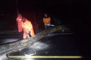 Pohon Besar Tumbang di Trenggalek, Macetkan Jalan Sepanjang 50 Meter