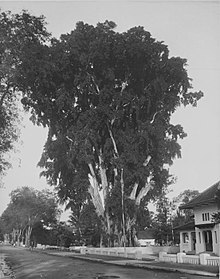 Menelusuri Sejarah Kota Blitar yang Berawal Dari Hutan Belantara, Hingga Pemberontakan Luar Biasa 