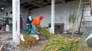 Kegiatan Ubinan di Kelurahan Tosaren Kecamatan  Pesantren Menghasilkan Beras Sehat Berkualitas, Ini Komentar Ketua Kelompok Tani Makmur 