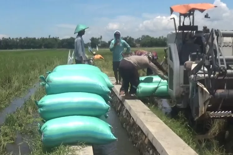 Tanaman Padi Diserang Hama, Petani di Jombang Terancam Gagal Panen