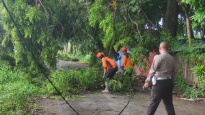 Akibat Hujan dan Angin Kencang, Satu Pohon Besar di Sumber Cakarsi Tumbang, Kapolsek Pesantren Imbau Warga Waspada