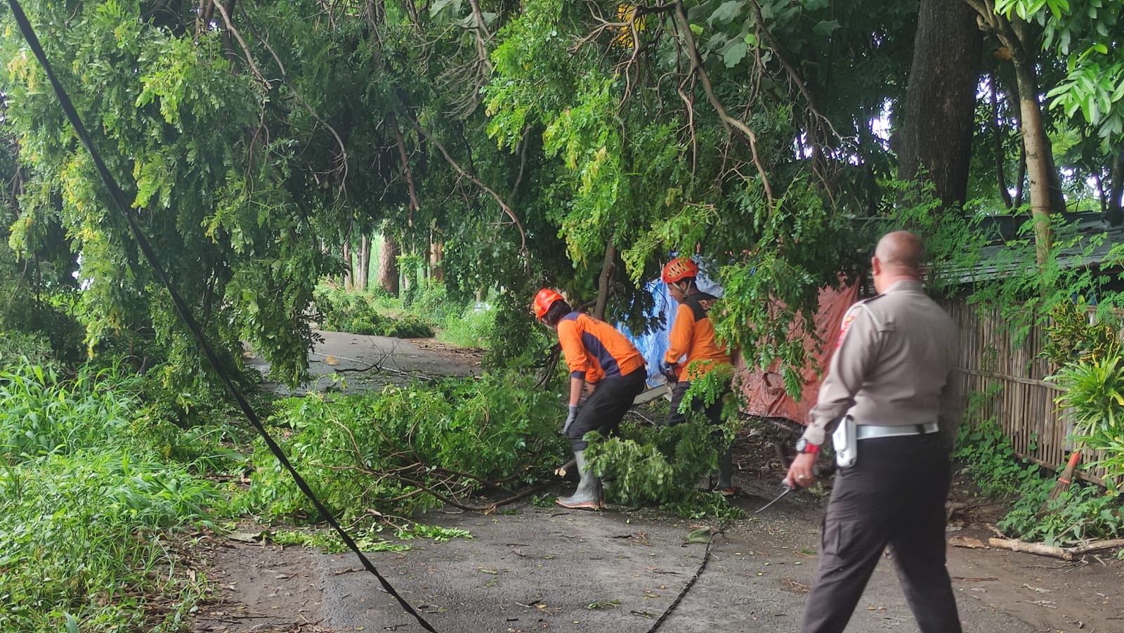 Akibat cuaca ekstrem, pohon di sumber cakarsi tumbang, Kapolsek Pesantren Imbauw arga waspada